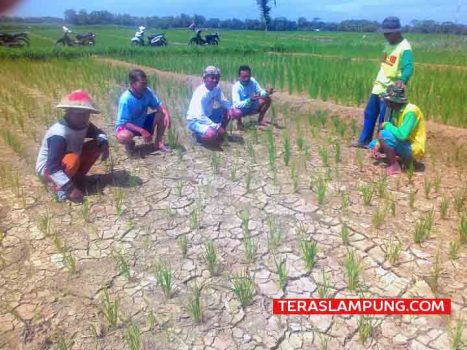 Sawah Kekeringan, Petani Desa Sidomukti Lampung Utara Terancam Gagal Panen