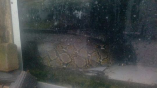 Cerita Efrat Menangkap Dua Ular Piton di  Bak Mandi dan Lubang Kloset Dekat Rumah Dinas Gubernur dan Dekat Kantor Pemkot Bandarlampung