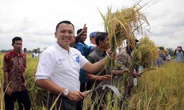 Panen Raya, Ridho Ficardo Turun ke Sawah Bersama Warga Wonodadi