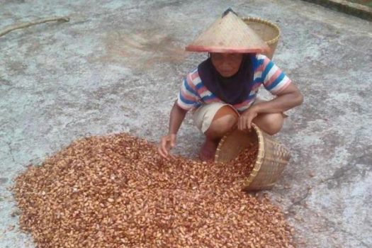 Masyarakat Pringsewu : Herman HN Pasti Bantu Petani