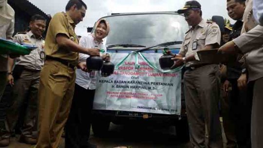 Ekspor Perdana, Pisang Mas Tanggamus Lampung Tembus Pasar China