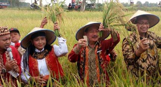Herman HN – Sutono Panen Raya Padi di Lampung Tengah