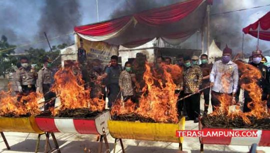 Kapolda Musnahkan 58 Kg Ganja dan Sabu 17,6 Kg Senilai Rp 20 Miliar