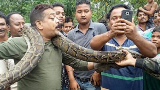Penjaga Hutan Nyaris Jadi Korban Lilitan Ular Piton Saat Berselfie Ria