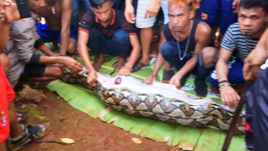 Dimangsa Ular di Malam Takbiran, Ini Kondisi Wanita Sultra Setelah Perut Piton Dibedah