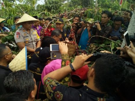 Ketua MPR Panen Kopi di Kampung Kopi Lambar