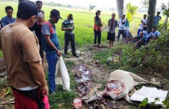 Polsek Pesisir Selatan Bekuk Komplotan Spesialis Pencuri Ternak