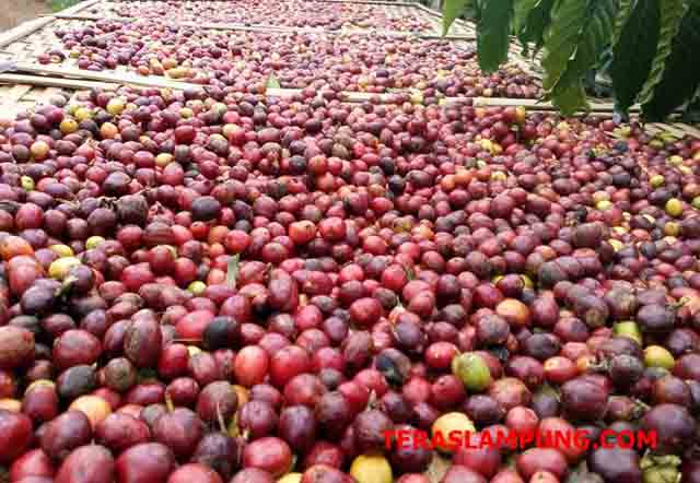 Jangkau Pasar Kopi Dunia, LPEI Gencarkan Pengembangan Desa Devisa