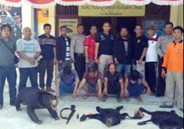 Empat Pemburu Beruang Madu di TNBBS Ditangkap Tim Gabungan