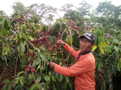 Ekspor Kopi Lampung pada Januari 2020 Naik 60-an Persen