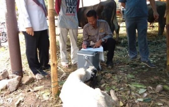 Pemkot Bandarlampung Lakukan Pemeriksaan Hewan Kurban