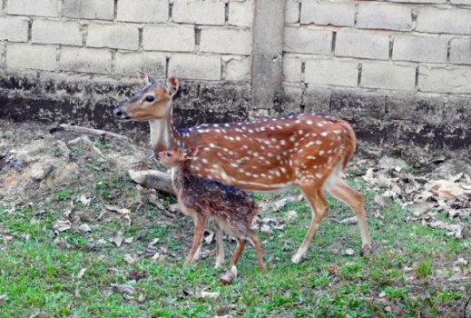 Rusa Samber dan Rusa Tutul Penghuni Taman Kehati Mesuji Melahirkan
