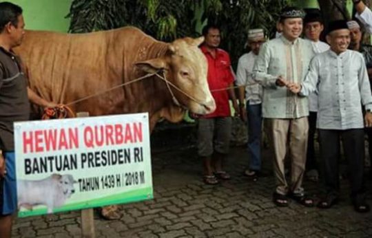Sapi Seberat 1,2 Ton dari Presiden Jokowi Diserahkan untuk Warga Lampung