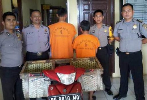 Polsek Balik Bukit Ringkus Dua Pencuri Sapi