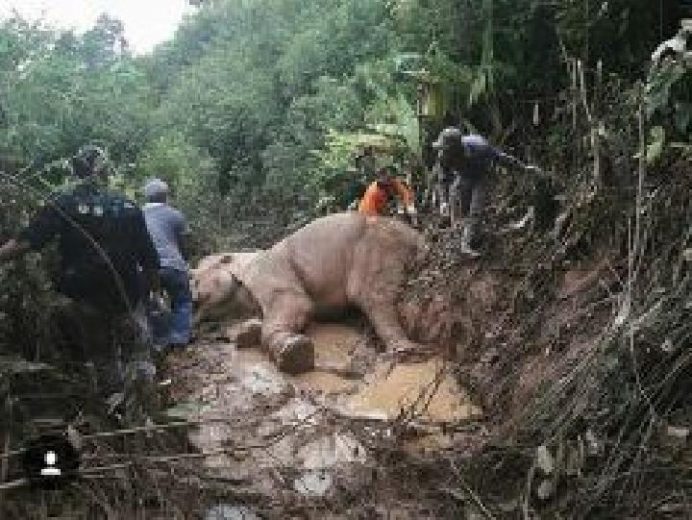 Tim Dokter dan BKSDA Masih Berupaya Evakuasi Gajah Terjerat di Aceh