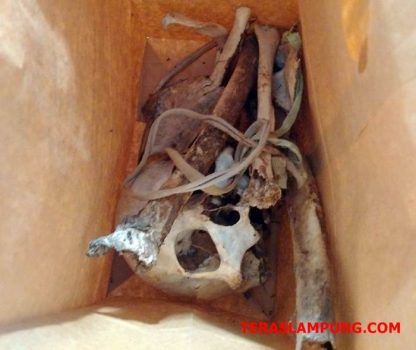 Polres Lampura Temukan Tulang Belulang Manusia di Bumiagung Marga