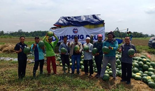 Petani Semangka Binaan YBM BRI di Lampug Timur Panen Raya 