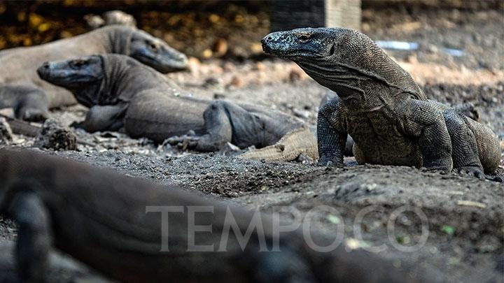 Menteri Pariwisata Arief Yahya Tolak Ide Penutupan Pulau Komodo