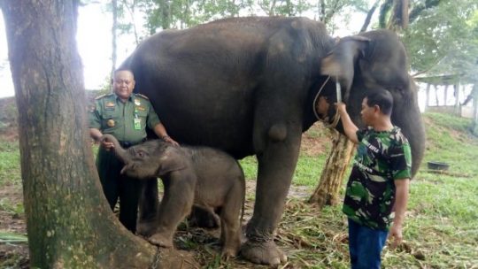 Bunga, Induk Gajah PLG Taman Nasional Way Kambas Melahirkan