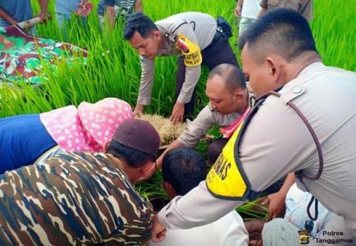 Mayat Mbah Taniran Ditemukan di Pematang Sawah Pekon Podomoro Pringsewu