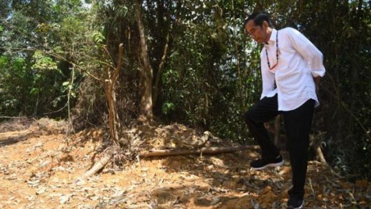 Ibukota Baru, Jokowi Naksir Lahan Ini di Kalteng