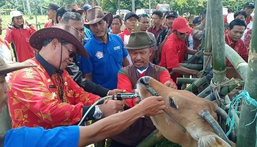 Bupati Loekman Memantau Kondisi Ternak Sapi di Kecamatan Pubian