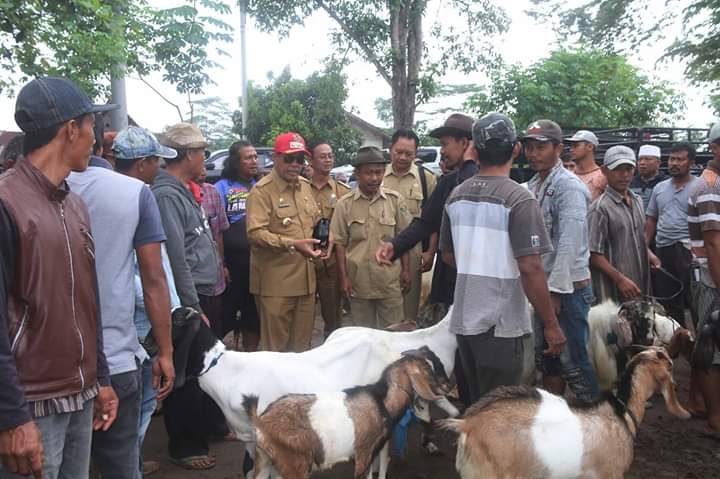Bupati Lamteng Tinjau Pasar Kambing Adi Jaya