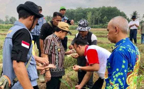 Hama Ulat Grayak Serang Tanaman Jagung di Sejumlah Wilayah di Lampung