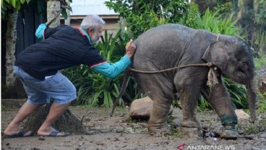 Anak Gajah Korban Jerat Pemburu, Dirawat dan Makin Membaik