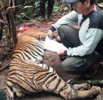 Luka Parah karena Terjerat, Kaki Harimau Sumatera Ini Diamputasi