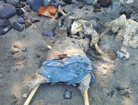 Warga Desa Tejang Pulau Sebesi Temukan Kerangka Manusia di Tepi Pantai