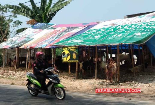 Penjualan Kambing Kurban di Bandarlampung Lesu, Ini Kata Para Pedagang