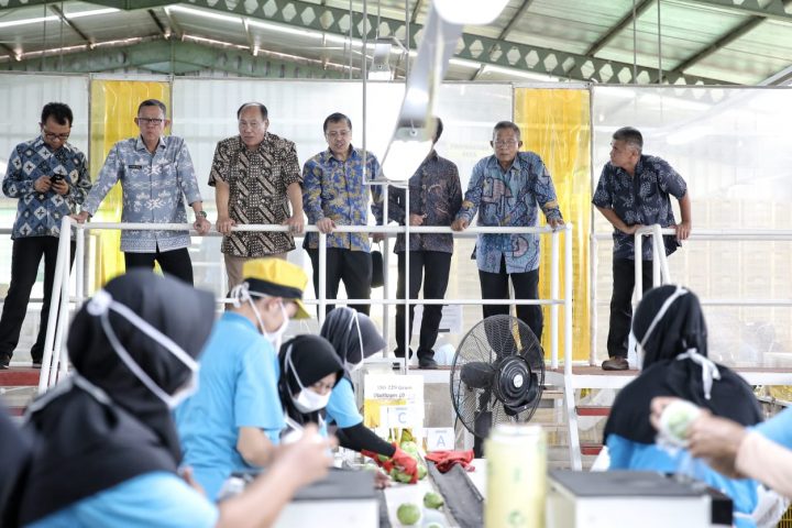 Menko Perekonomian Ingin Pisang Mas Lampung sebagai Percontohan Ekspor