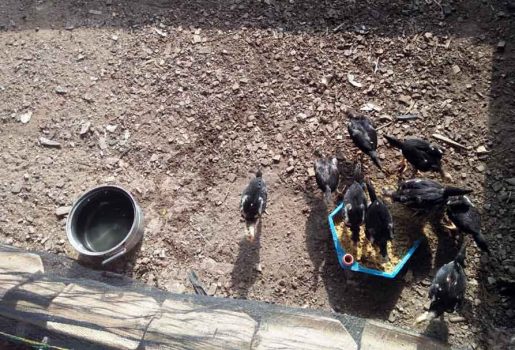 STIT Al Hikmah Dukung Wirausaha Mahasiswa