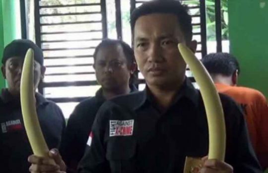 Tiga Penjual-Pembeli Gading Gajah Dicokok di RM Begadang V