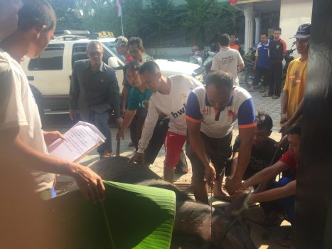 Idul Adha, PKS Lampung Utara Potong Empat Sapi dan 45 Kambing