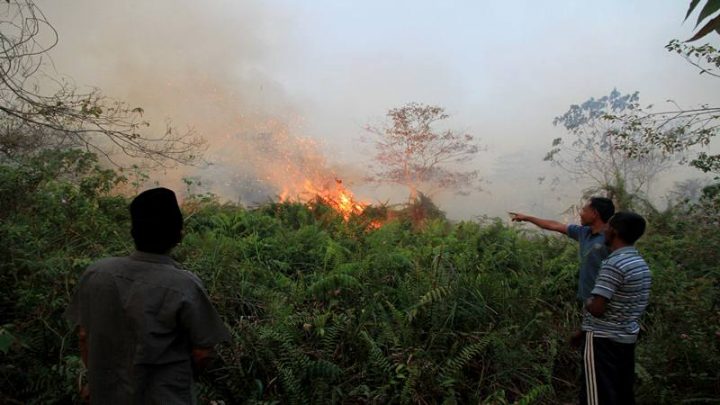 Kebakaran Hutan dan Lahan, Polisi Tetapkan 60 Orang Sebagai Tersangka