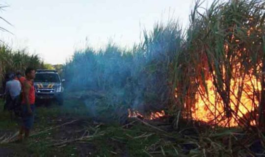 Kebakaran Kebun Tebu di Cintamanis, PTPN VII Lakukan Investigasi