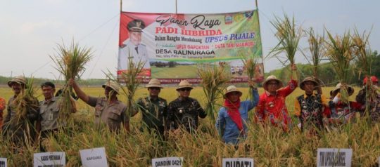 Panen Raya Padi, Nanang Ermanto Apresiasi Gapoktan Tani Makmur