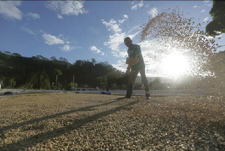 Petani kopi menjemur kopi di salah satu perkebunan kopi di Bondowoso. Foto: @ptpn_xii