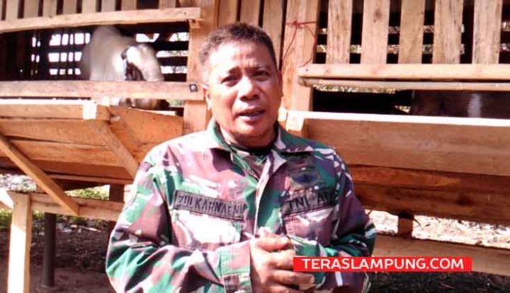 Ini Cara Sertu Zulkarnaen Menyulap Sampah Daun Kering Jadi Pakan Ternak