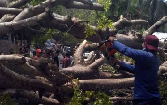 Angin Kencang di Bandarlampung: Dua Kaki Udin Patah Tertimpa Pohon Tumbang