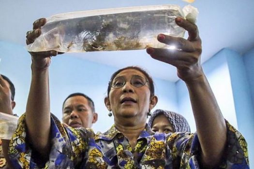Polemik Izin Ekspor Benih Lobster, Ini Cerita Blak-blakan Susi Pudjiastuti