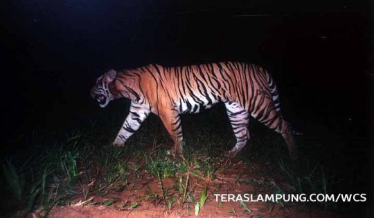 Teror Harimau di Lampung Utara, BKSDA Masih Belum Bergerak