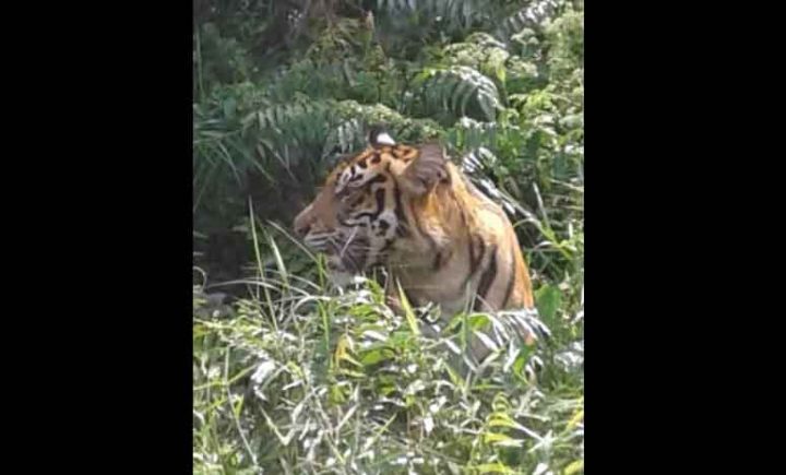 Plt Bupati Muara Enim Perintahkan Tangkap Harimau Hidup atau Mati, Ini Kata BKSDA