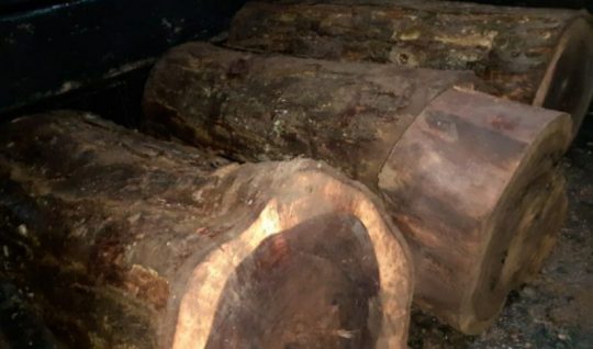 Pelaku Pembalakan Liar Kayu Sonokeling di Register 39 Ditangkap Polisi