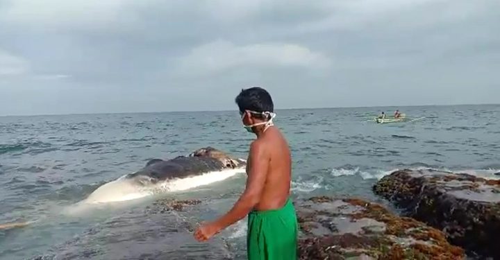 Ikan Paus Terdampar di Pulau Sebesi Gegerkan Warga