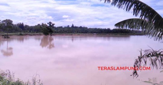 Tanggul Way Katibung Jebol Belum Diperbaiki, Ratusan Hektare Sawah Masih Terendam
