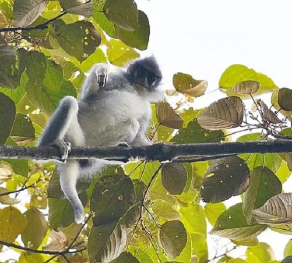 Mengenal Surili, Mamalia Penghuni Gunung