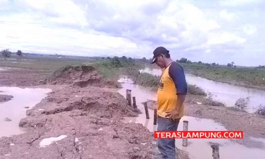 Tanggul sungai Way Katibung jebol di Desa Sinar Pasmah, Kecamatan Candipuro, Lampung Selatan yang merendam 300 hetar lahan sawah tiga desa di Kecamatan Candipuro belum dilakukan perbaikan, Sabtu (11/1/2020). 